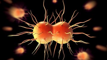 Bactéria 'Neisseria gonorrhoeae', causadora da gonorreia - Peddalanka Ramesh Babu/iStock