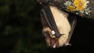 O morcego-hortelão-escuro chocou a comunidade científica. - Imagem: Aquatarkus/iStock