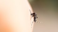Tome cuidado com o mosquito da dengue e se previna da doença. - ieang/ iStock