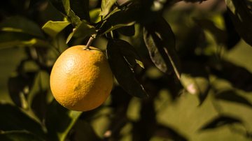 Aprenda como plantar a laranja perfeita. - Flávia Baumel/ iStock