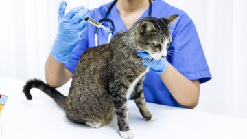 Veja o guia completo de vacinação para gato. - Dacharlie / istock