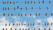 Veja o que faz que os pássaros não tomarem choque ao pousar em fios elétricos. - ffaber53 / istock