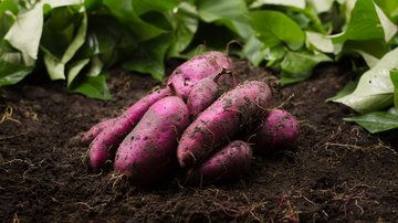 Aprenda como plantar batata-doce de forma simples e tenha sempre em casa! - (piyaset / iStock)