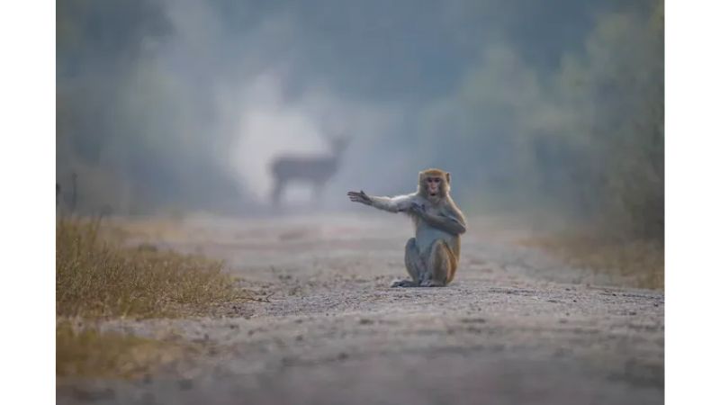 Macaco no meio da estrada parece estar pedindo carona.