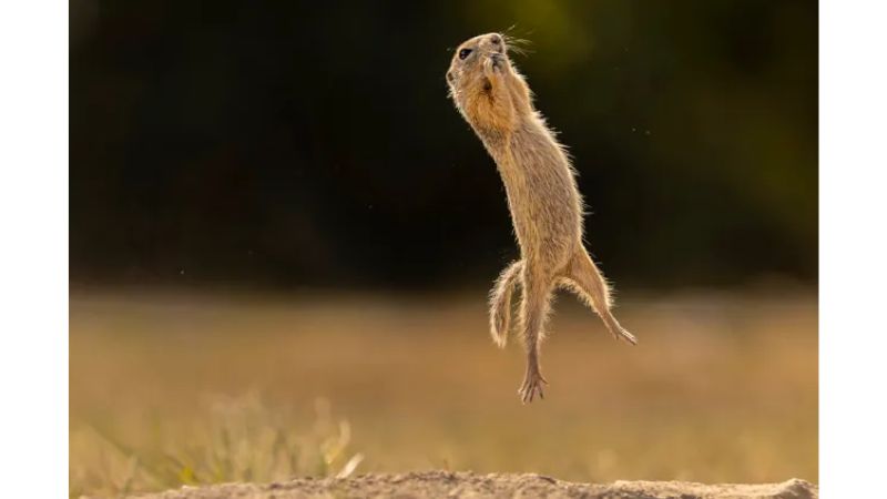 Esquilo saltando.