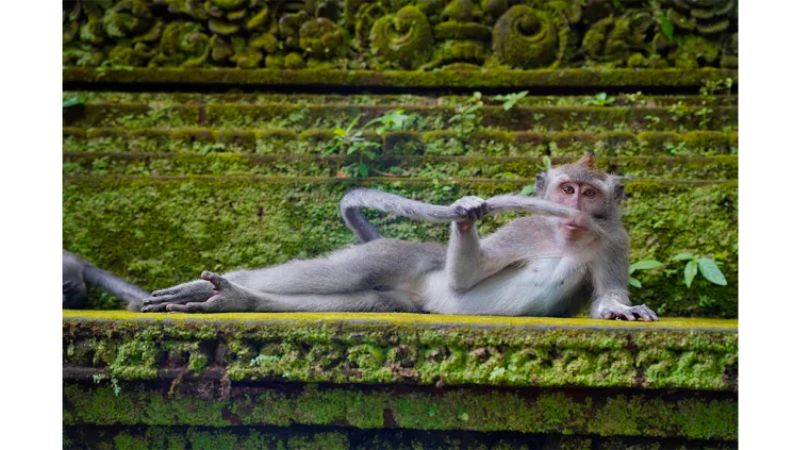 Um macaco descansando cheio de folga.