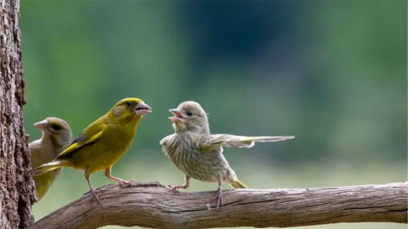 Os passarinhos também tem seus momentos de desentendimento!