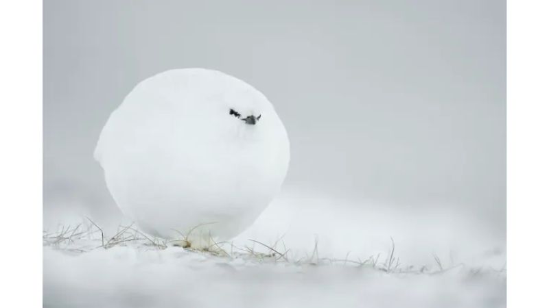 Ave albina escondida na neve.
