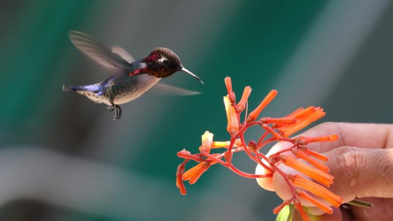 colibri-abelha-cubano