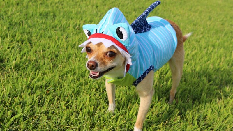 Cachorro com fantasia de tubarão - Printezis/iStock