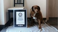 Com 31 anos, Bobi foi considerado o cachorro mais velho do mundo. - Imagem: Reprodução/Instagram