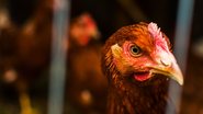 Depois de casos confirmados de gripe aviária, Governo decreta emergência zoossanitária - mariis/iStock