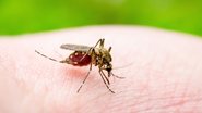 O município de Ijuí é o que concentra mais casos de dengue em todo o Rio Grande do Sul. - Imagem: nechaev-kon / iStock