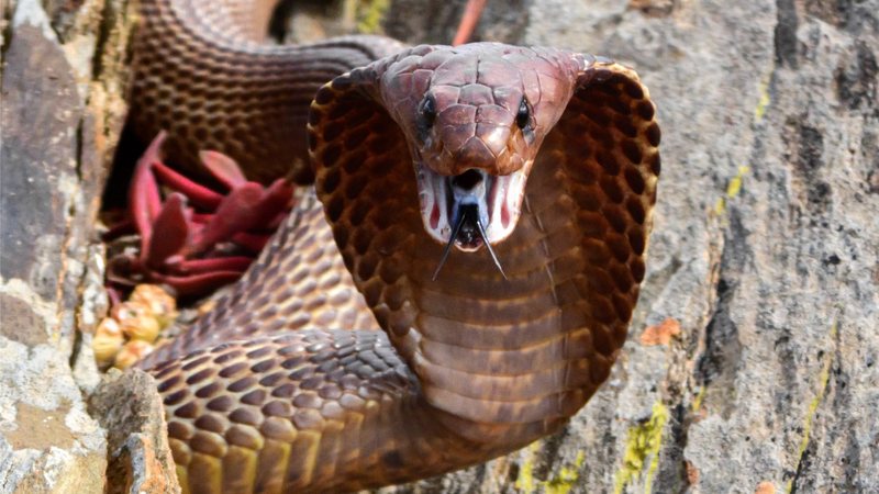 Cobras venenosas: aprenda a identificar e não corra mais risco!