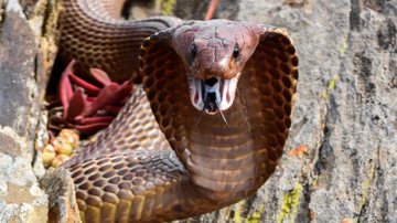 A identificação de cobras venenosas é uma tarefa difícil até mesmo para os especialistas. - Imagem: Willem Van Zyl/iStock