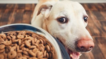 É importante dosar a quantidade de comida que você dá ao seu cão - Imagem: Chalabala/iStock