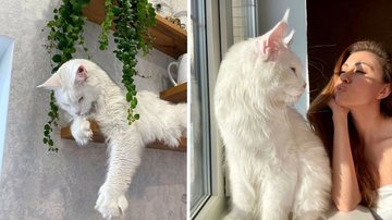 Kefir é um gato da raça Maine Coon e o tamanho do animal impressionou os próprios tutores. - Imagem: reprodução/Instagram @yuliyamnn