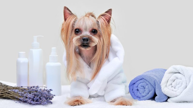 O shampoo para cachorro deve ser escolhido com bastante cautela. - Imagem: Tatyana Kalmatsuy/iStock