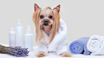O shampoo para cachorro deve ser escolhido com bastante cautela. - Imagem: Tatyana Kalmatsuy/iStock