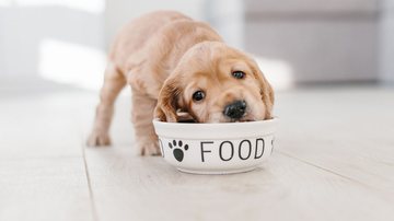 A alimentação dos nossos cães é de extrema importância. - imagem: Switlana Symonenko/iStock