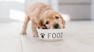 A alimentação dos nossos cães é de extrema importância. - imagem: Switlana Symonenko/iStock