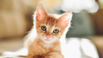 Gatos têm uma personalidade única, que pode muito bem ser descrita a partir do seu nome. - Imagem: RalchevDesign/iStock