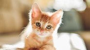 Gatos têm uma personalidade única, que pode muito bem ser descrita a partir do seu nome. - Imagem: RalchevDesign/iStock