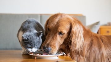 Confira o que acontece se gato comer ração de cachorro! - (Imagem: chendongshan / iStock)