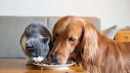 Confira o que acontece se gato comer ração de cachorro! - (Imagem: chendongshan / iStock)