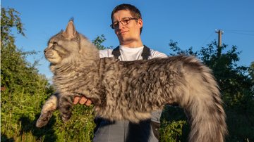 Esses gatos estão entre alguns dos animais domésticos de maior porte de todos. - Imagem: Викентий Елизаров / iStock)