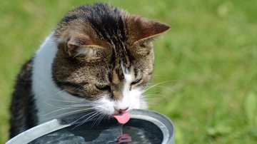 A água é essencial para a saúde o bem estar do seu gatinho. - DevonRobbins / istock