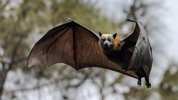 Morcegos "enxergam" a partir de ondas sonoras. - Ken Griffiths/iStock