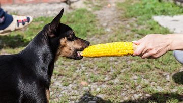 O milho possui alguns beneficios para a saude do seu pet. - Aleksandr Kondratov / istock