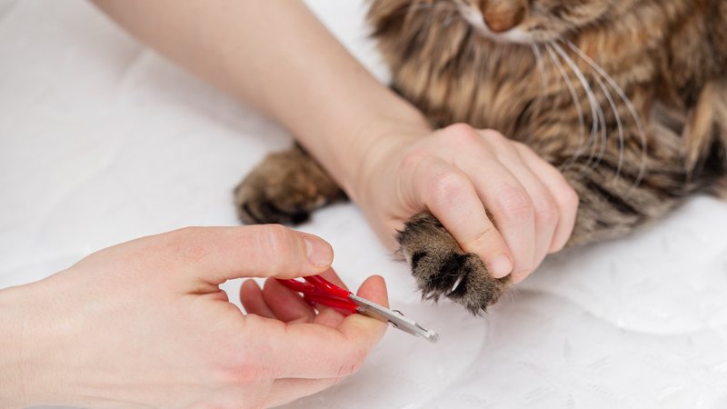 Como cortar unha de gato: passo a passo completo e cuidados