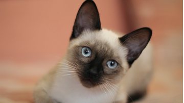 O gato siamês muda de cor e existe uma explicação científica para isso. - yunaway / istock