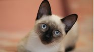 O gato siamês muda de cor e existe uma explicação científica para isso. - yunaway / istock