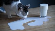 Veja os efeitos que o consumo de leite pode ter no seu gato. - (flyparade / iStock)