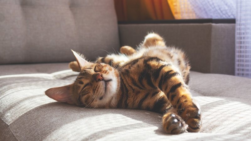 Gatos são animais únicos e cheios de personalidade. - Imagem: Anna Derzhina/iStock
