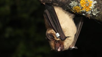 O morcego-hortelão-escuro chocou a comunidade científica. - Imagem: Aquatarkus/iStock