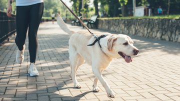 Essas dicas podem ajudar você a tornar os passeios do seu cão mais seguros. - (Strelciuc Dumitru / iStock)