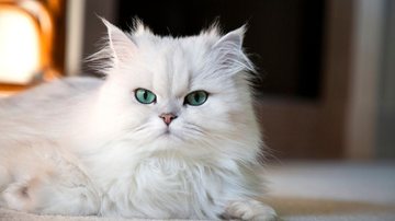 Os gatos são animais muito interessantes e com características únicas. - Selcuk1/ iStock