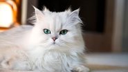 Os gatos são animais muito interessantes e com características únicas. - Selcuk1/ iStock