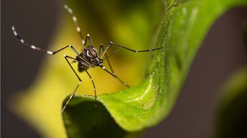 Saiba tudo sobre a vacina que promete dar um basta na Dengue. - (Milton Rodney Buzon / iStock)