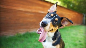 Será que botões falantes para cachorros são seguros? - TheDogPhotographer / istock