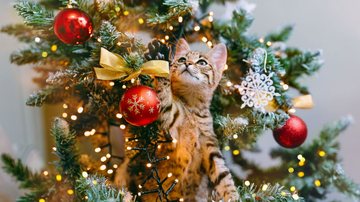 Existem dicas de como manter os felinos longe das decorações natalinas. - Siarhei SHUNTSIKAU/ iStock