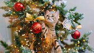 Existem dicas de como manter os felinos longe das decorações natalinas. - Siarhei SHUNTSIKAU/ iStock
