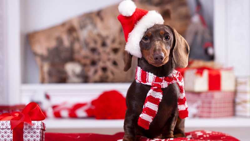 Existem alimentos clássicos da ceia de Natal que são proibidos para pets. - Liliya Kulianionak / istock