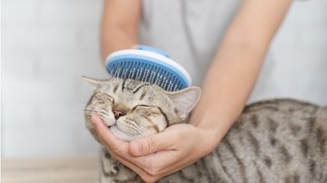Essas dicas simples podem te ajudar a manter o seu gato com os pelos lindos. - (CHOLTICHA KRANJUMNONG / iStock)