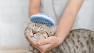 Essas dicas simples podem te ajudar a manter o seu gato com os pelos lindos. - (CHOLTICHA KRANJUMNONG / iStock)
