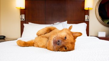 Veja os itens essenciais para que seu cachorro fique bem no hotel. - WebSubstance / istock
